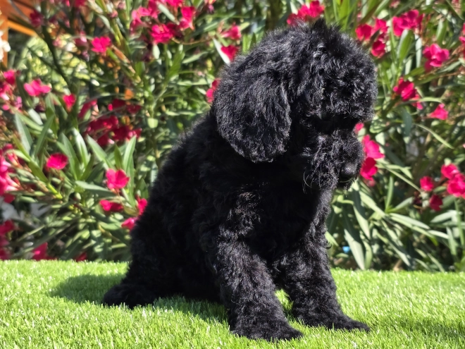 Cavapoo Welpe kaufen