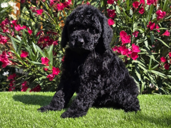 Cavapoo Welpe kaufen