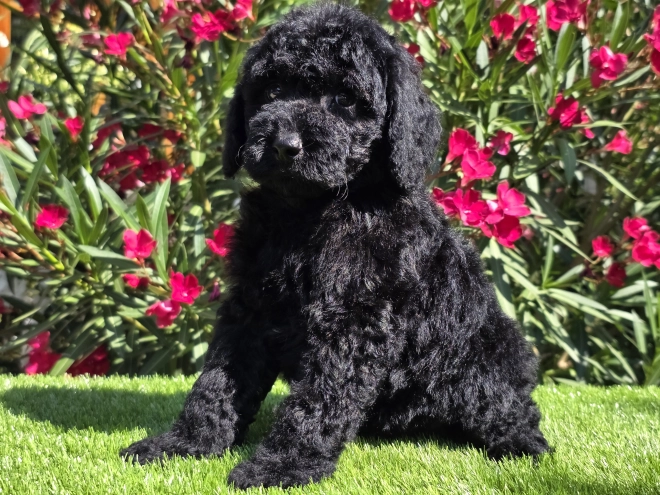 Cavapoo Welpe kaufen