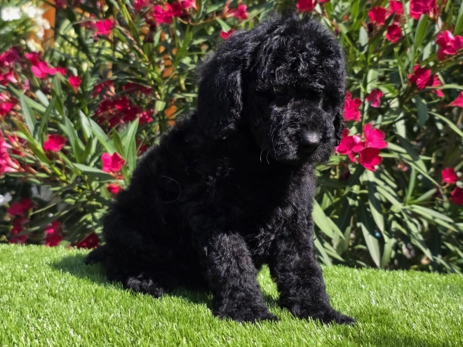 Cavapoo Welpe kaufen