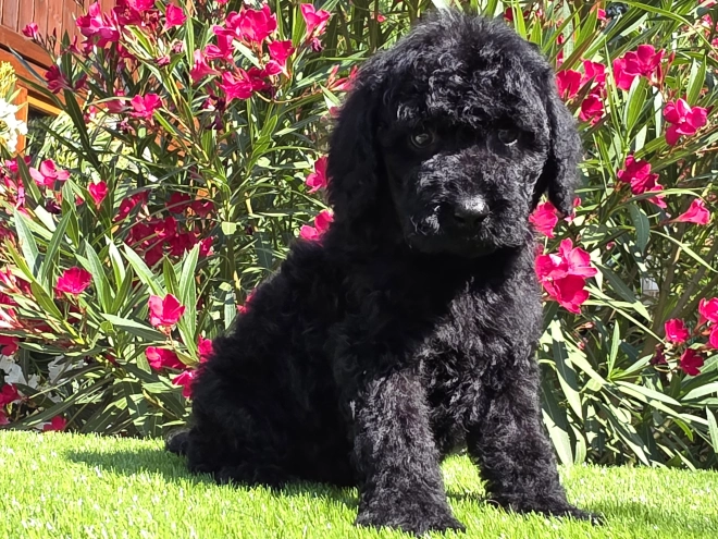 Cavapoo Welpe kaufen
