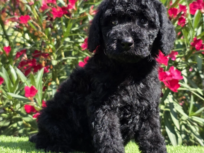 Cavapoo Welpe kaufen
