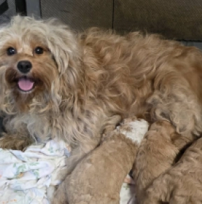 Cavapoo puppy for sale