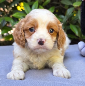 Perros Cavapoo en venta