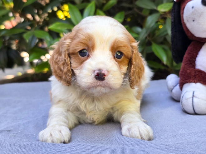 Perros Cavapoo en venta
