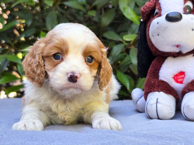 Perros Cavapoo en venta