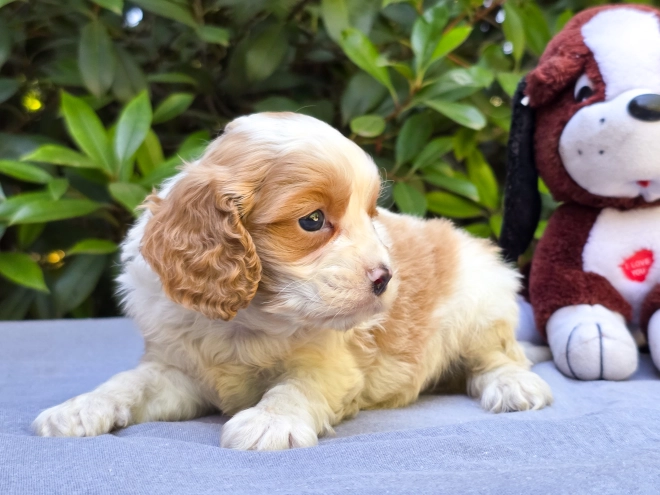 Perros Cavapoo en venta