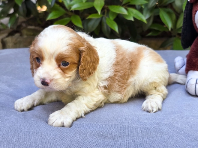 Perros Cavapoo en venta