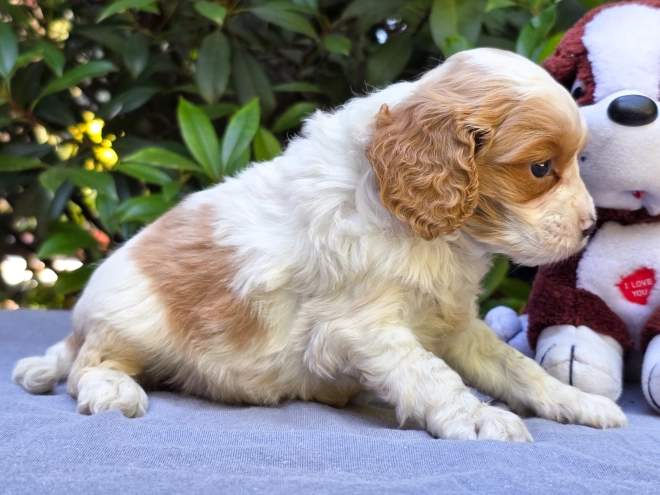 Perros Cavapoo en venta
