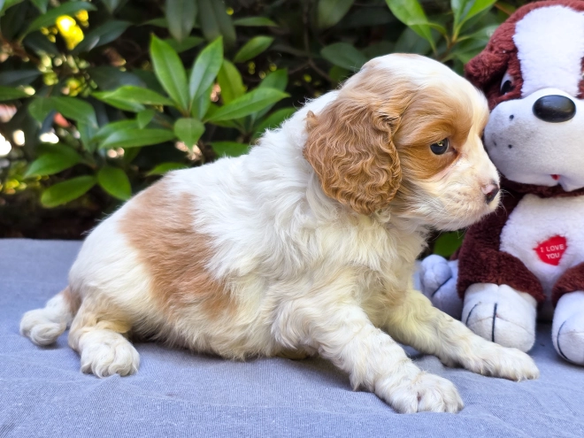 Perros Cavapoo en venta
