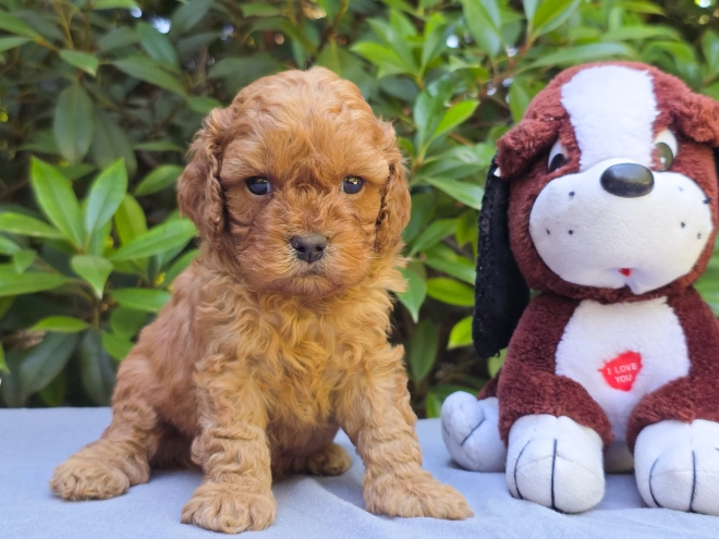 Cavapoo puppy for sale