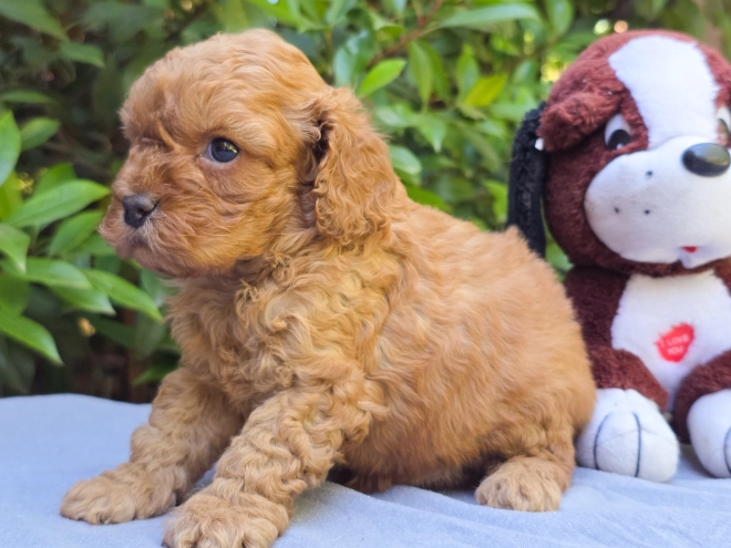 Cavapoo puppy for sale