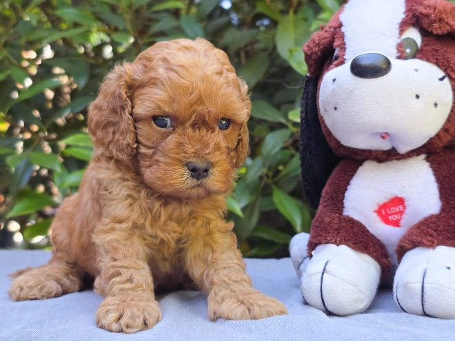 Cavapoo puppy for sale