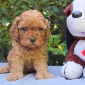 Cavapoo puppy for sale