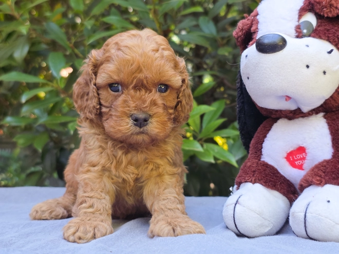 Cavapoo puppy for sale