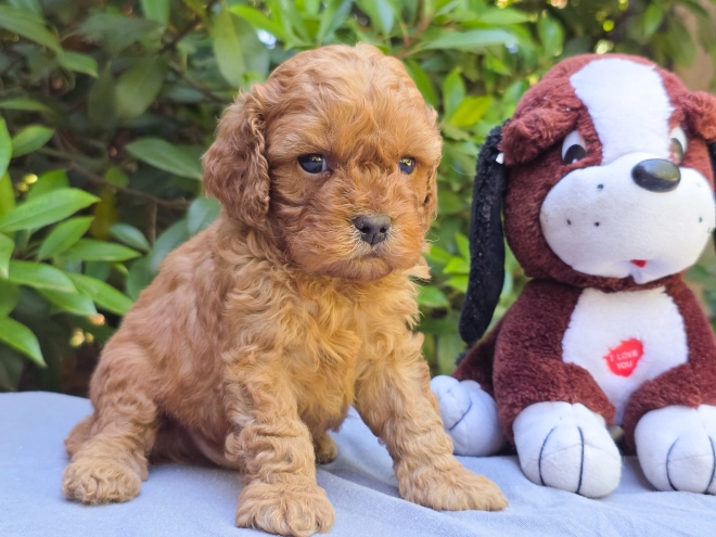 Cavapoo puppy for sale