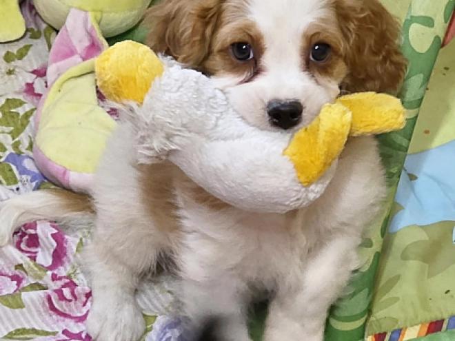 Cavapoo puppy for sale
