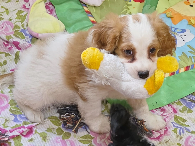 Cavapoo puppy for sale
