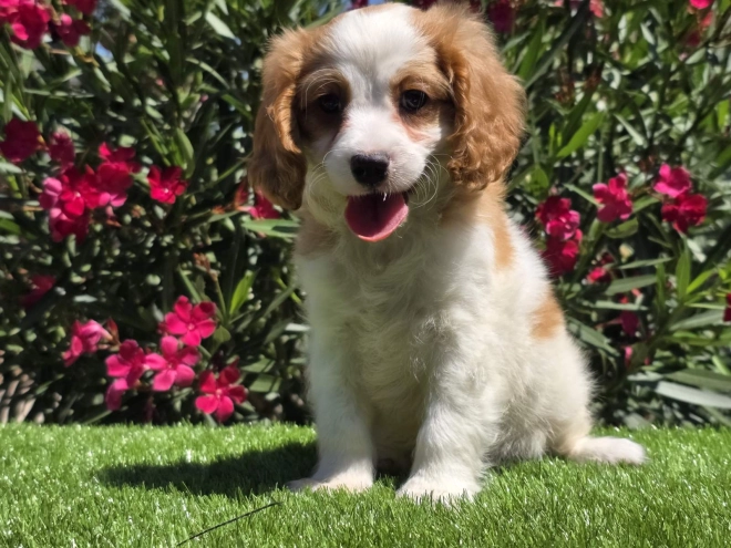 Cavapoo puppy for sale