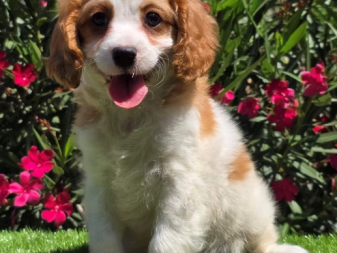 Cavapoo puppy for sale