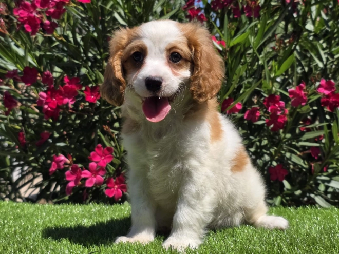 Cavapoo puppy for sale
