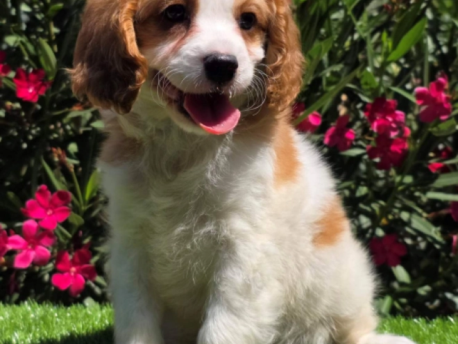Cavapoo puppy for sale