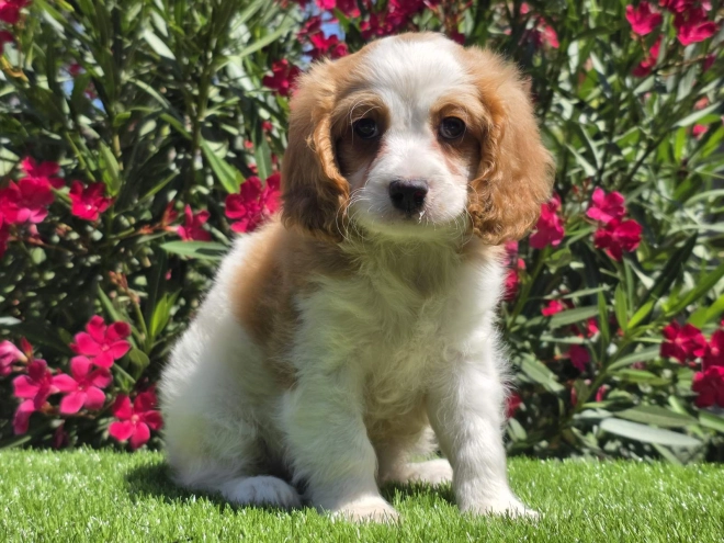 Cavapoo puppy for sale