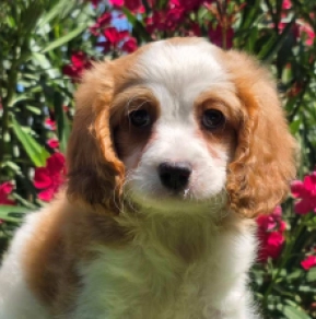 Cavapoo puppy for sale
