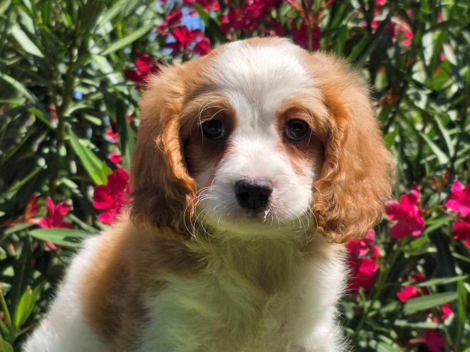 Cavapoo puppy for sale