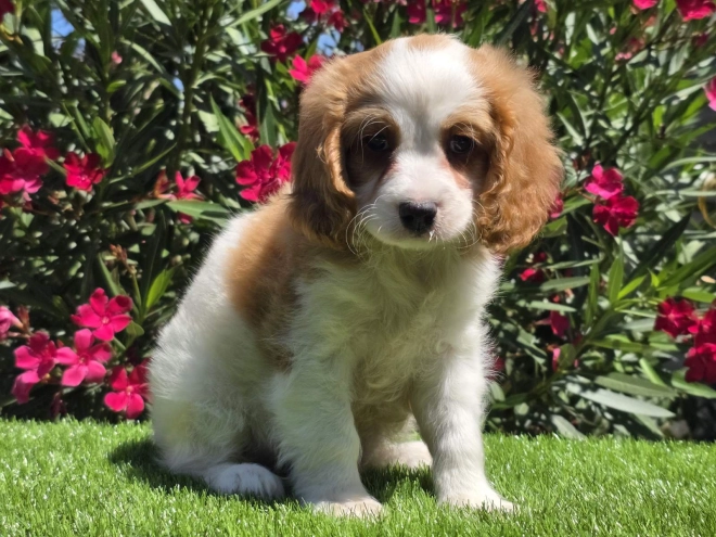 Cavapoo puppy for sale