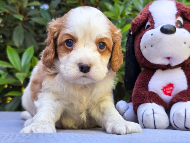 Cavapoo puppy for sale