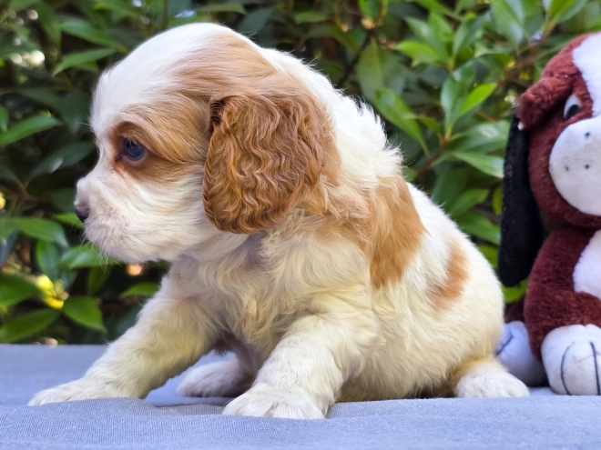 Cavapoo puppy for sale