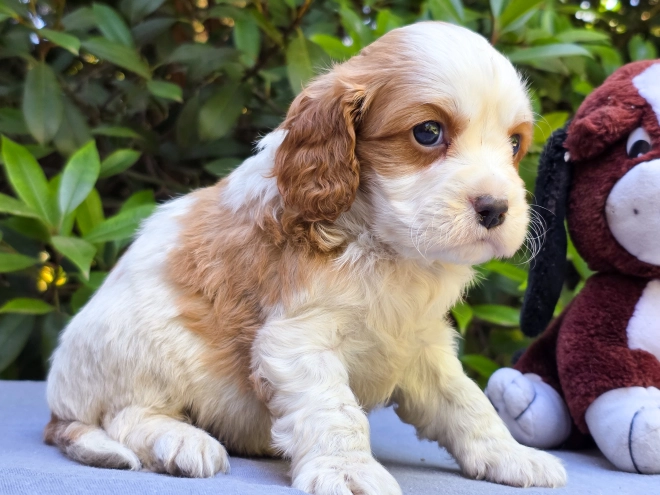 Cavapoo puppy for sale
