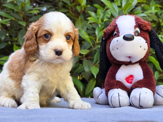 Cavapoo puppy for sale