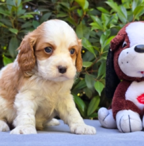 Perros Cavapoo en venta