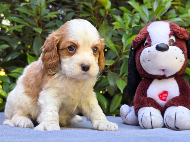 Cavapoo puppy for sale
