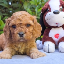 Petri – F2, golden Cavapoo for sale