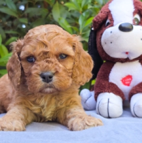 Cavapoo puppy for sale