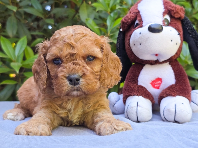 Cavapoo puppy for sale