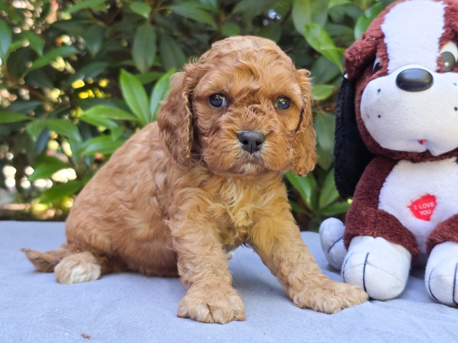Cavapoo puppy for sale