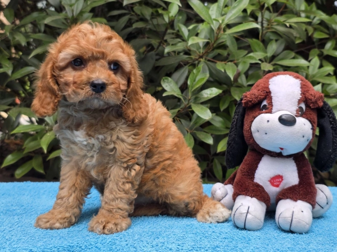 Cavapoo Welpe kaufen