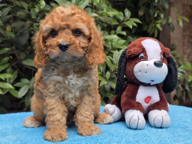 Cavapoo Welpe kaufen