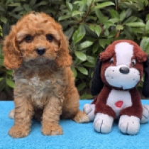 Petri – F2, golden Cavapoo for sale