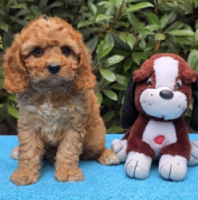 Cavapoo Welpe kaufen