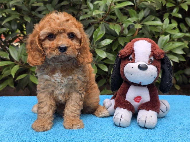 Cavapoo Welpe kaufen