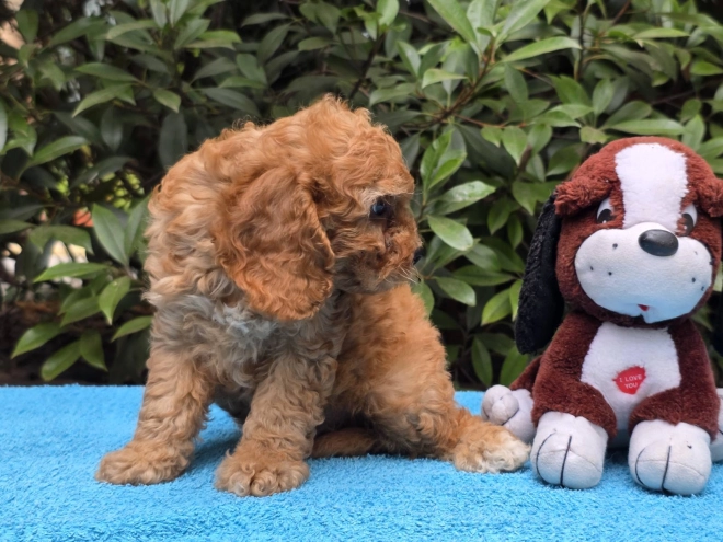 Cavapoo Welpe kaufen