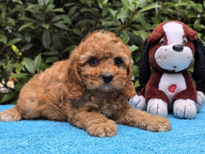 Cavapoo Welpe kaufen