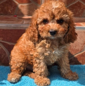 Cavapoo puppy for sale