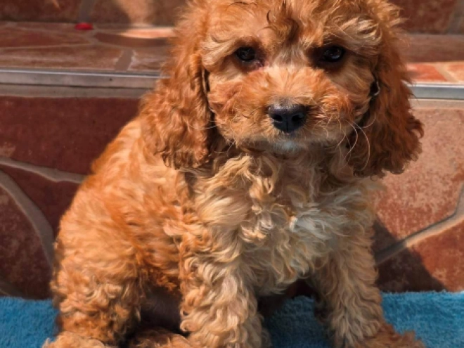 Cavapoo Welpe kaufen