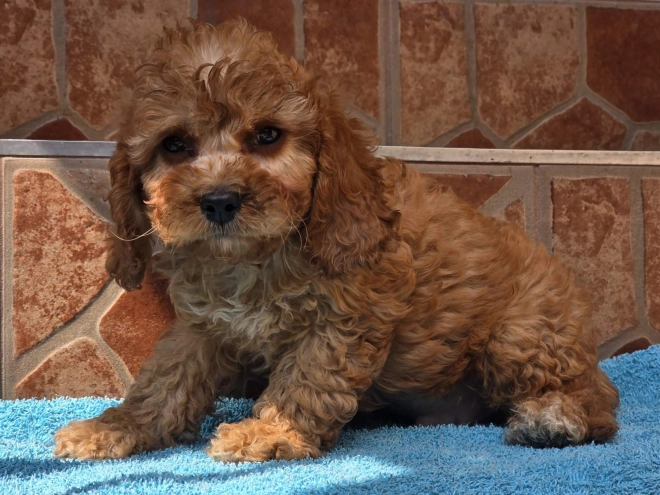 Cavapoo Welpe kaufen